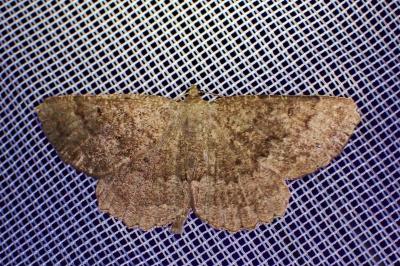 <i>Gnophos furvata</i>