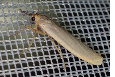 <i>Eilema caniola</i>