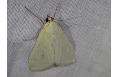 <i>Sitochroa palealis</i>