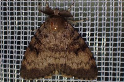 <i>Lymantria dispar</i>