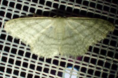 <i>Idaea subsericeata</i>