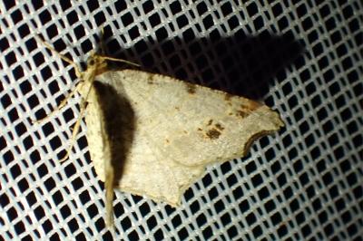 <i>Macaria alternata</i>