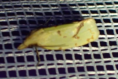 <i>Agapeta hamana</i>