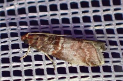 <i>Acrobasis advenella</i>