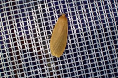 <i>Wittia sororcula</i>