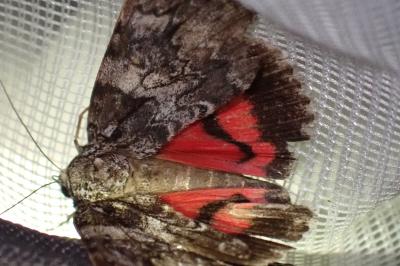 <i>Catocala promissa</i>