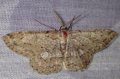 <i>Hypomecis punctinalis</i>
