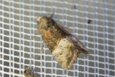 <i>Mesoligia furuncula</i>