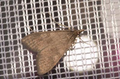 <i>Mecyna asinalis</i>