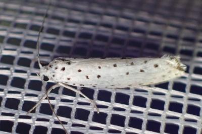 <i>Yponomeuta</i>