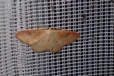 <i>Idaea rubraria</i>