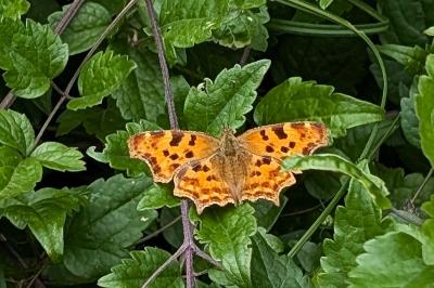 <i>Polygonia c-album</i>