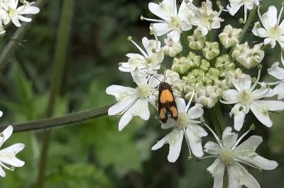 <i>Pammene aurana</i>