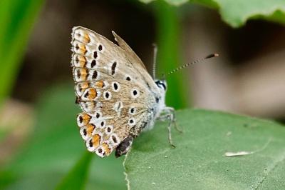 <i>Polyommatus icarus</i>