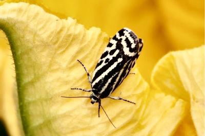 <i>Emmelia trabealis</i>