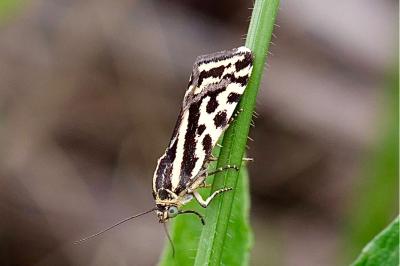 <i>Emmelia trabealis</i>