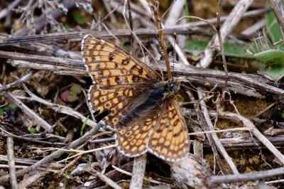 <i>Melitaea cinxia</i>