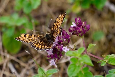 <i>Melitaea cinxia</i>