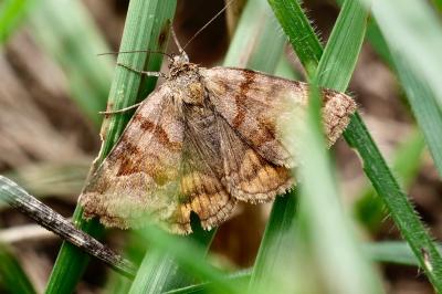 <i>Euclidia glyphica</i>