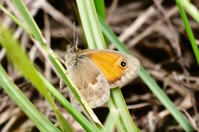 <i>Coenonympha pamphilus</i>