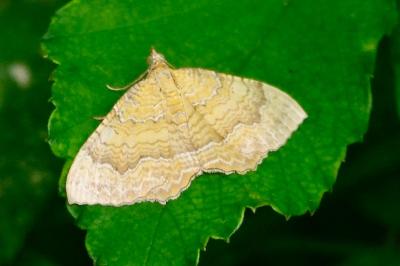 <i>Camptogramma bilineata</i>