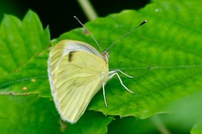 <i>Pieris napi</i>