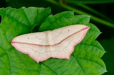 <i>Timandra comae</i>