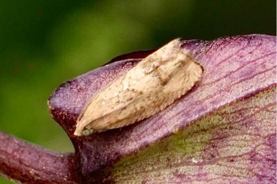 <i>Cydia amplana</i>