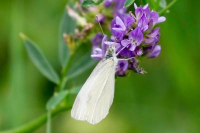 <i>Pieris rapae</i>