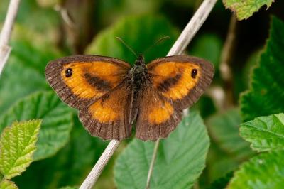 <i>Pyronia tithonus</i>