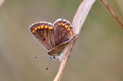 <i>Aricia agestis</i>