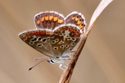 <i>Aricia agestis</i>