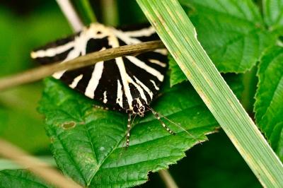 <i>Euplagia quadripunctaria</i>