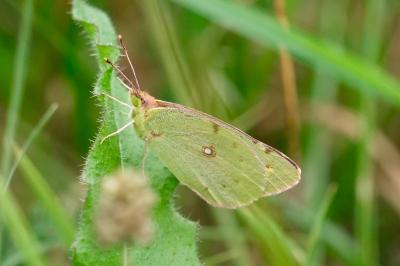 <i>Colias crocea</i>