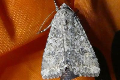 <i>Anarta trifolii</i>