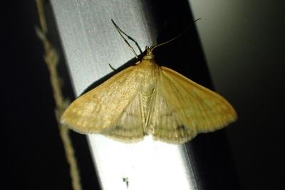 <i>Sitochroa verticalis</i>