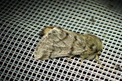 <i>Thaumetopoea pityocampa</i>