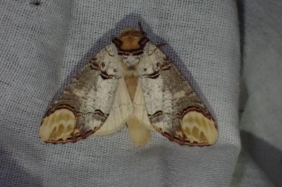 <i>Phalera bucephala</i>