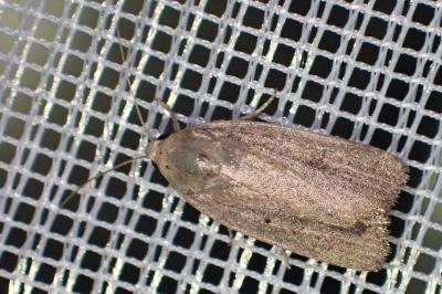 <i>Proxenus hospes</i>