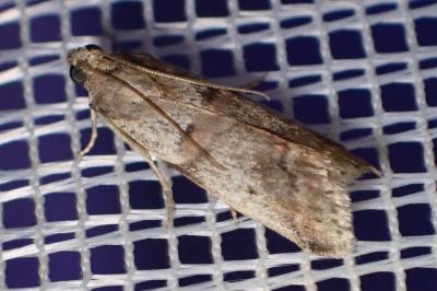<i>Acrobasis fallouella/glaucella</i>