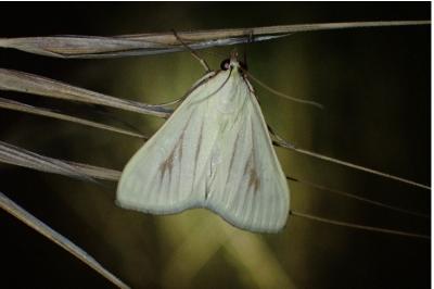 <i>Sitochroa palealis</i>