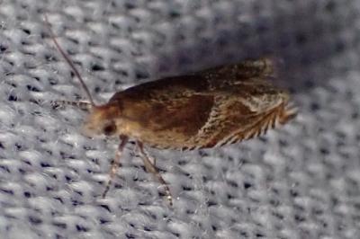 Ancylis comptana