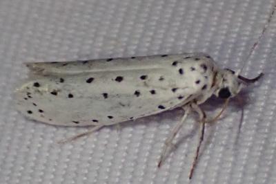 <i>Yponomeuta</i>