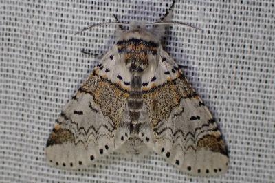 <i>Furcula furcula</i>