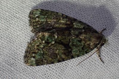 <i>Cryphia algae</i>