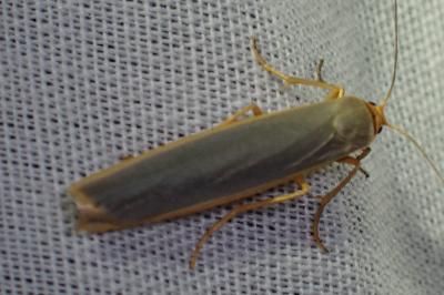 <i>Manulea complana</i>