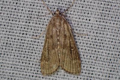 Parapoynx stratiotata