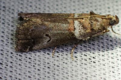 <i>Acrobasis consociella</i>