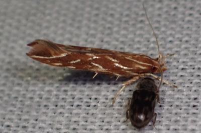 <i>Pyroderces argyrogrammos</i>