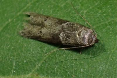 <i>Blastobasis</i>